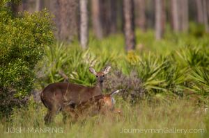 Josh Manring Photographer Decor Wall Art -  Florida Wildlife Everglades -49.jpg